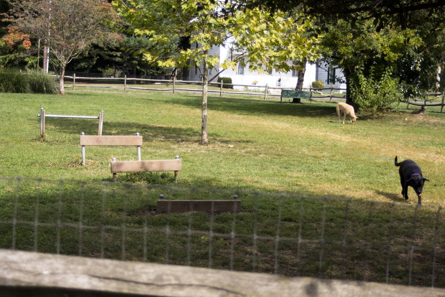 a doggie obstacle course