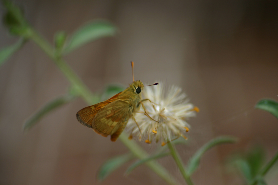 skipper butterfly