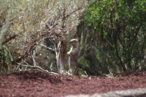 ground squirrel