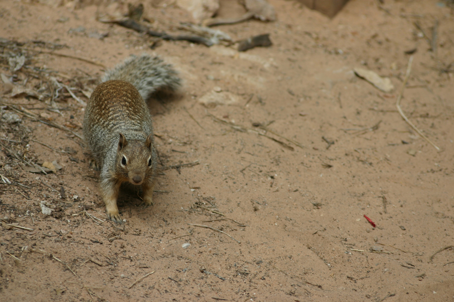 ground squirrel