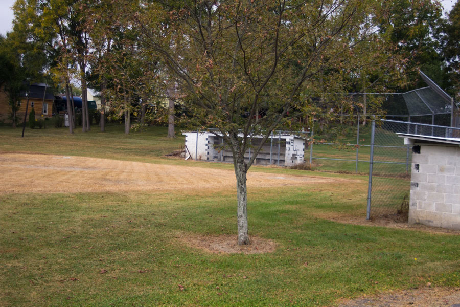 dugouts and tree on sidelines