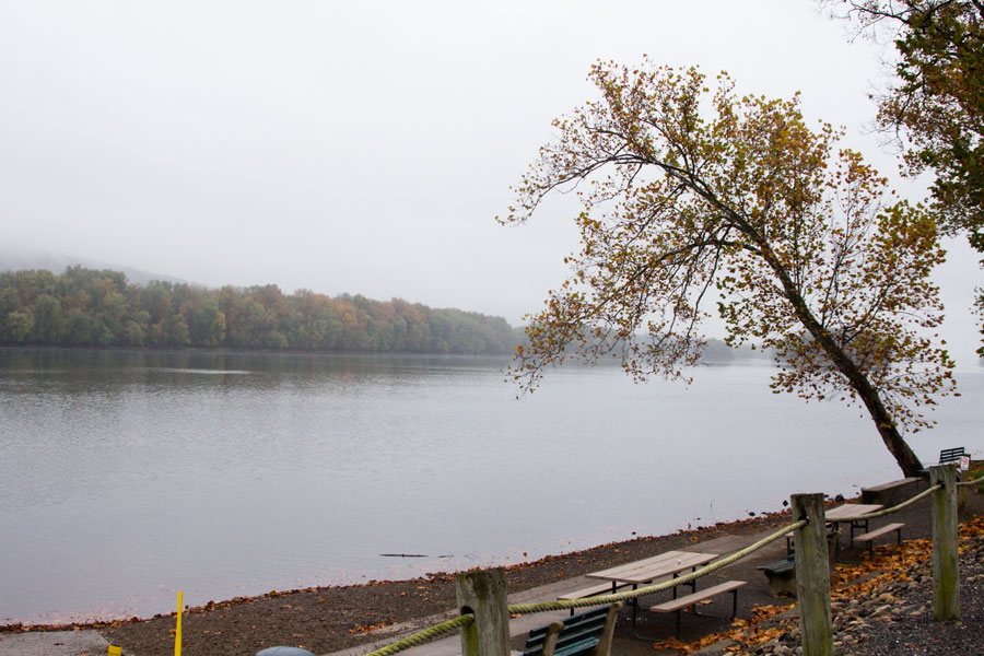 tree hanging out over river