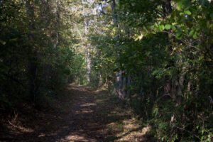path through woods