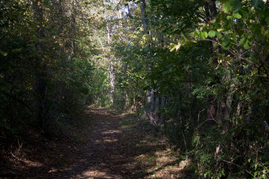 path through woods