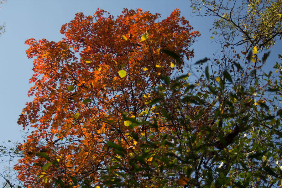 orange fall tree