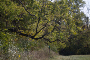 a large tree branch hangs over the field