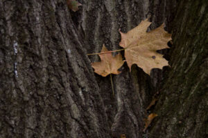 leaves fell into a nook in another tree