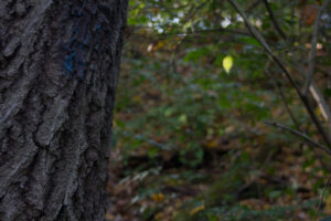trail marked by blue paint on tree
