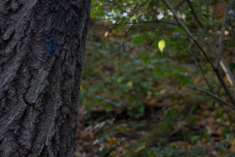 trail marked by blue paint on tree