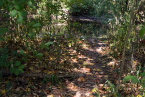 trail leading to stream