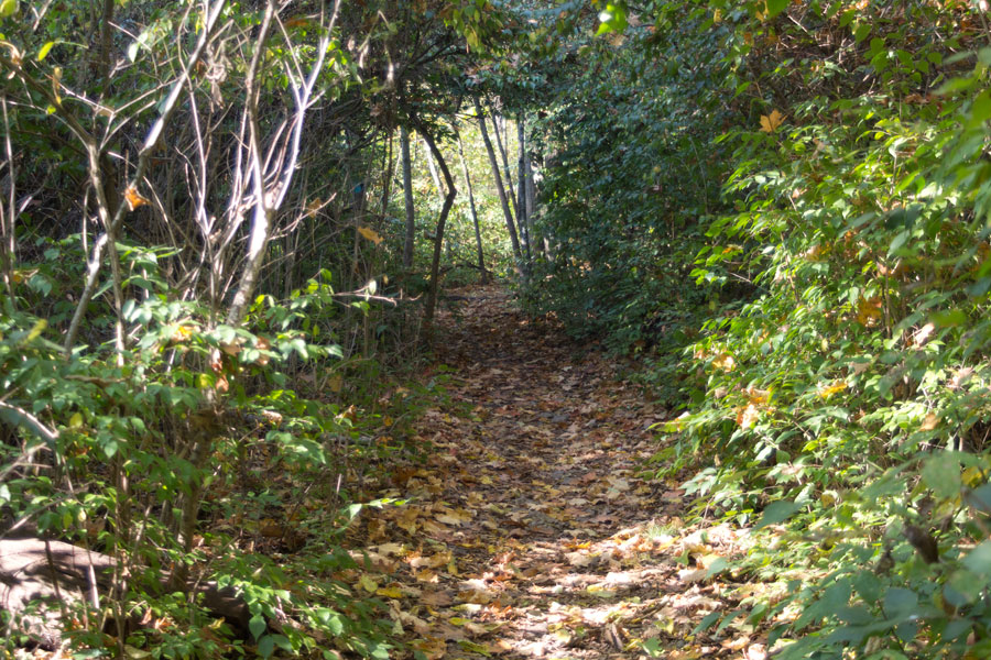trail through brush