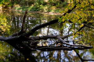 fallen tree in the stream