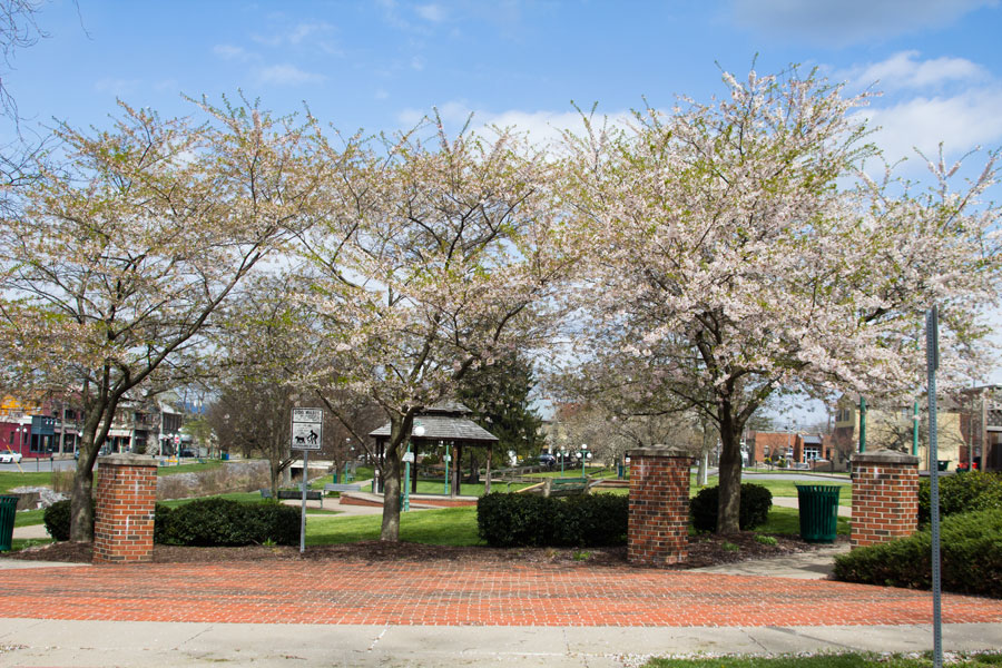 spring blossoming pear trees