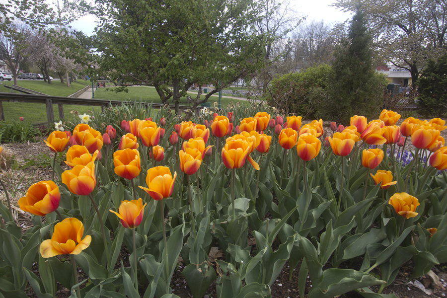 orange tulips