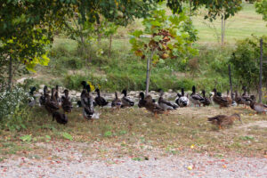 a whole bunch of ducks beside a stream