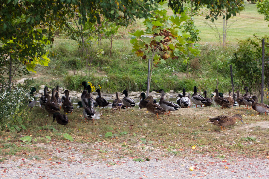 a whole bunch of ducks beside a stream