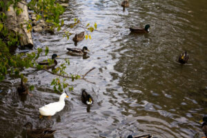 ducks swim in the stream