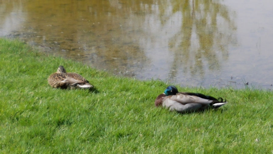 two mallards