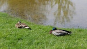 LARPDucks