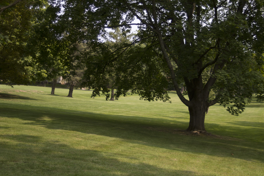 trees and green space