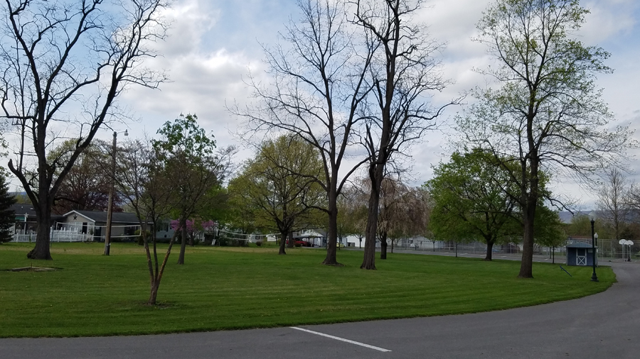 green space, basketball, and volleyball
