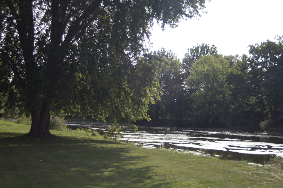 tree beside the creek