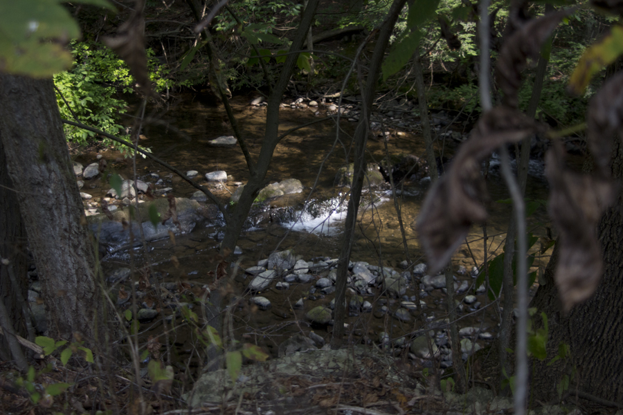 forested stream