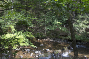 wooded stream
