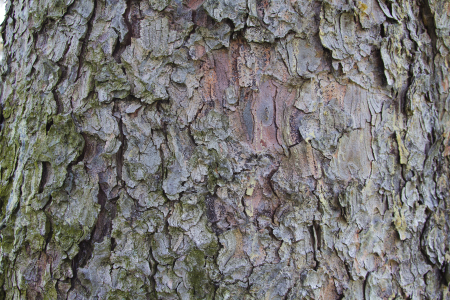 close up of tree bark