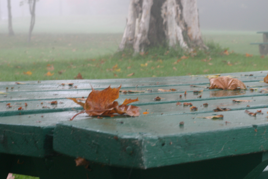 leaves fallen on a foggy picnic table