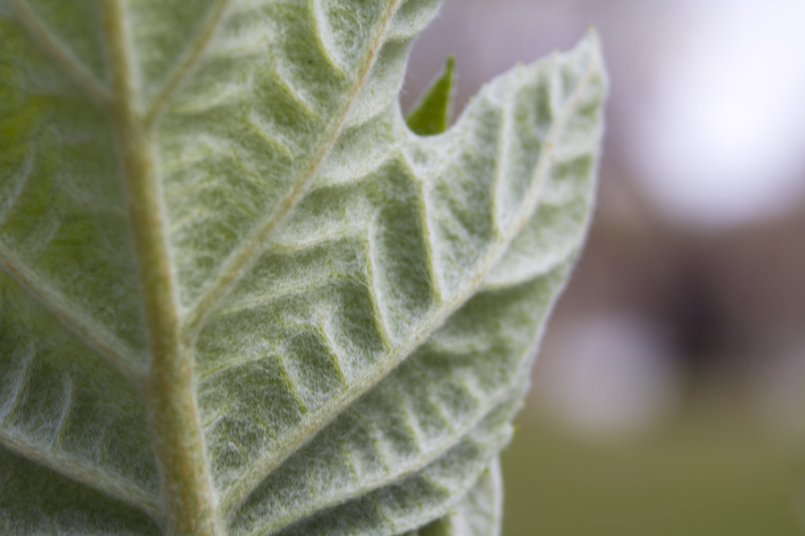close up of a young leaf