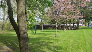 spring blossoms on a cherry tree