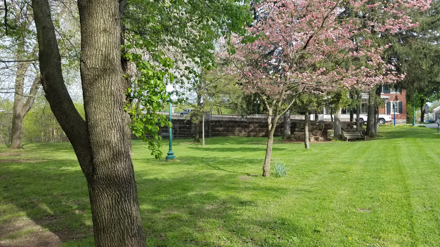 spring blossoms on a cherry tree