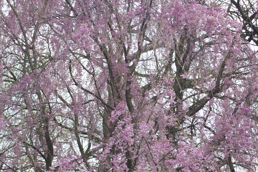 Blossoming cherry tree
