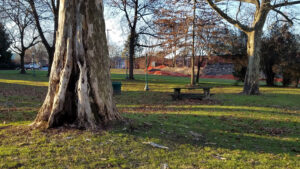 sycamore trees and a picnic table