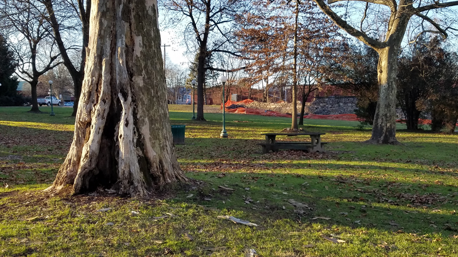 sycamore trees and a picnic table
