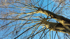 looking up at a sycamore treetop