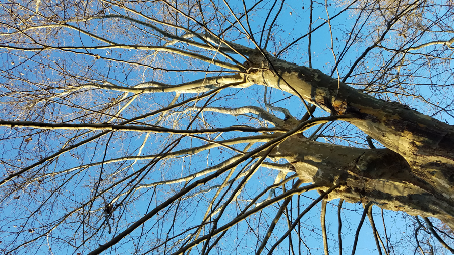 looking up at a sycamore treetop