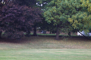 playground under large trees