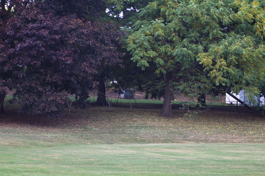 playground under large trees