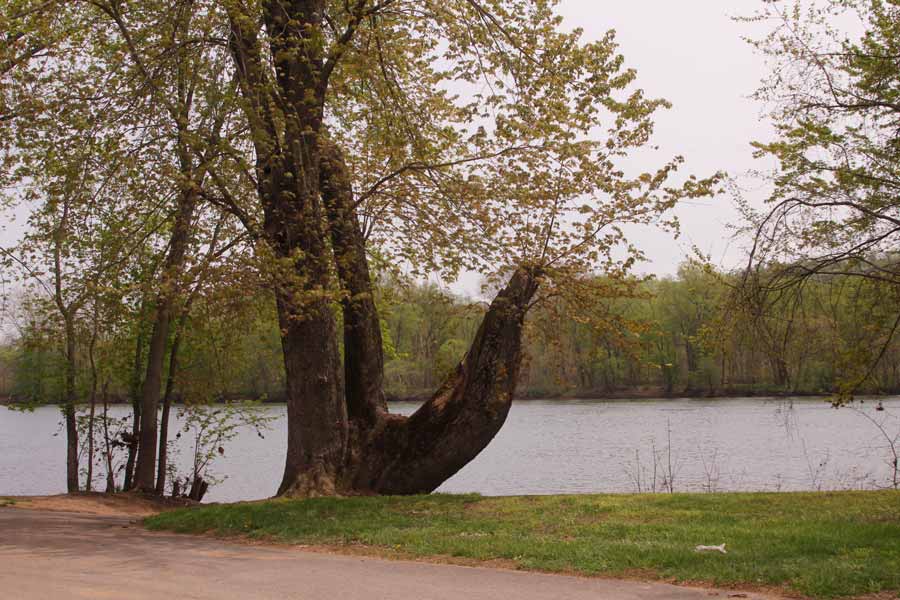 tree with a funny trunk