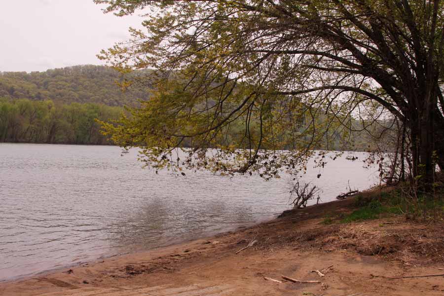 trees hang over the river