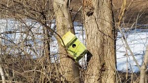 birdhouse caught in tree branches