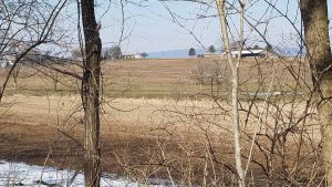 fields beyond the tree-lined path