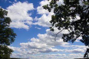 clouds and treetops