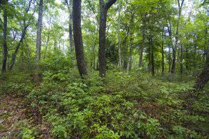 lush green forest floor