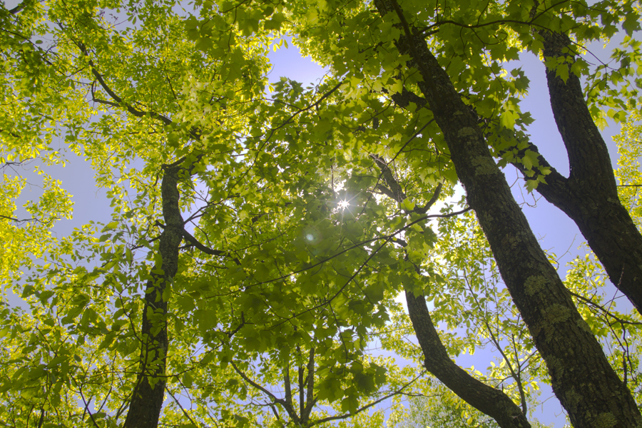 sunlight through trees