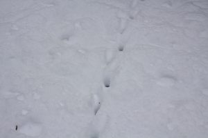 deer and bird tracks in the snow