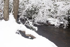 snowy stream bank