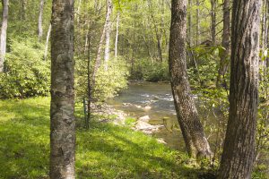 green grass beside the stream